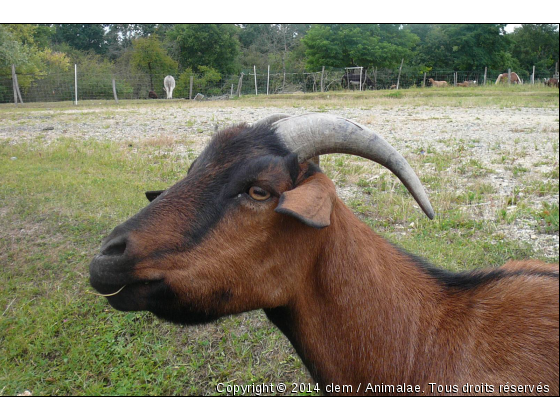 biquette - Photo de Animaux Ferme