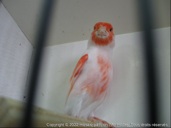 mosaique rouge - Photo de Oiseaux