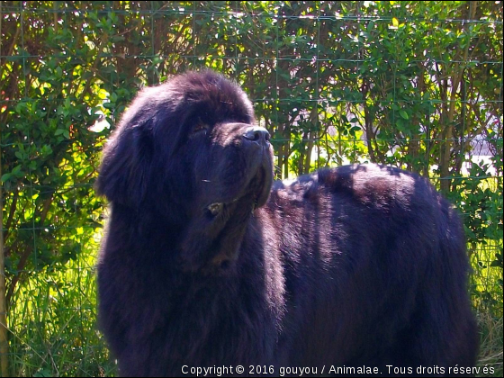 ciubane - Photo de Chiens