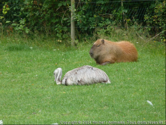 zoode branféré - Photo de Animaux sauvages