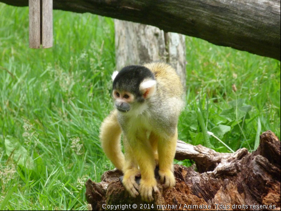 zoo de branféré - Photo de Animaux sauvages