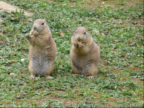 zoobranféré - Photo de Rongeurs