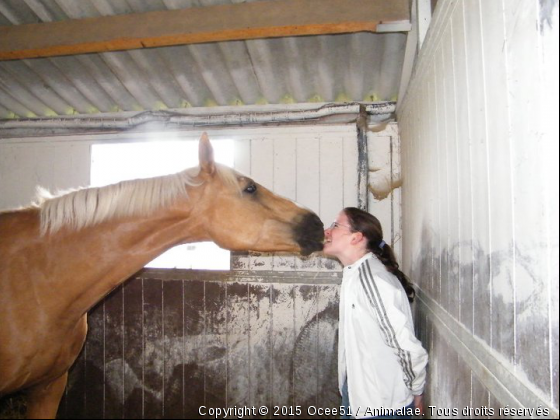 Une jument de mon centre et moi. - Photo de Chevaux