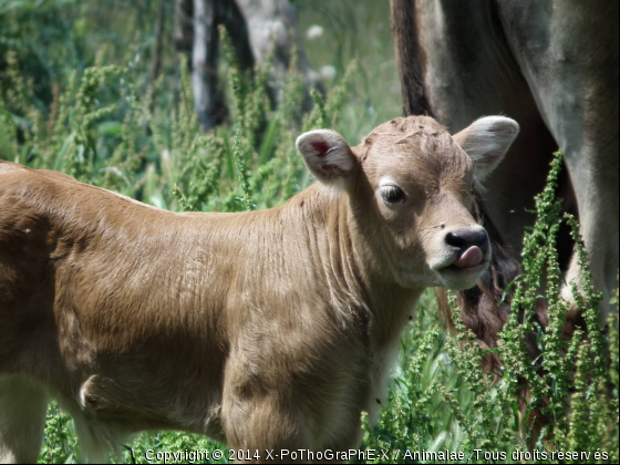 Sur le chemin des animaux - Photo de Animaux Ferme