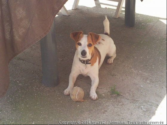 Chienne jack russel - Photo de Chiens