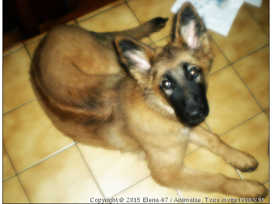 Mon berger allemand - Photo de Chiens