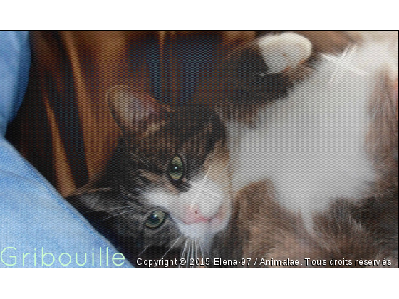 Gribouille  - Photo de Chats