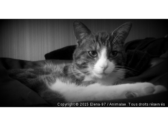 Gribouille  - Photo de Chats