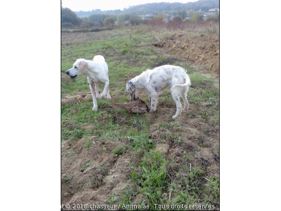 Action de chasse - Photo de Chiens