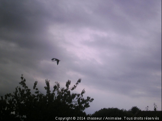 passage de cigogne - Photo de Oiseaux