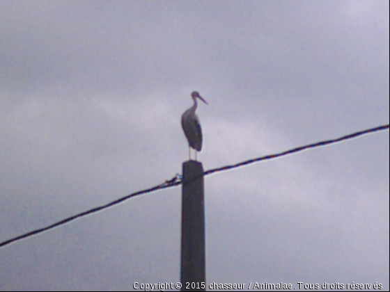 passage de cigogne - Photo de Oiseaux