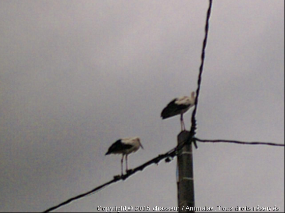 passage de cigogne - Photo de Oiseaux