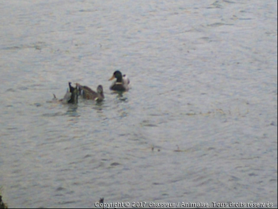 canards colvert - Photo de Oiseaux