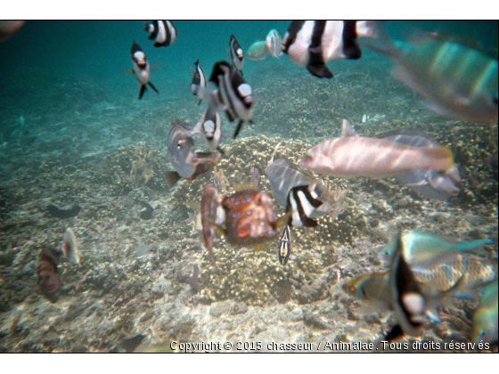 Poissons du lagon - Photo de Faune marine