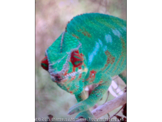 cameleon - Photo de Reptiles