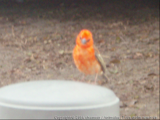 cardinal à la reunion - Photo de Oiseaux