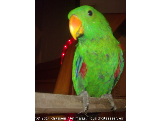 perroquet eclectus - Photo de Oiseaux