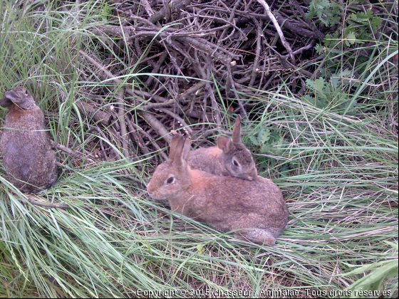 lapins de garenne - Photo de Rongeurs