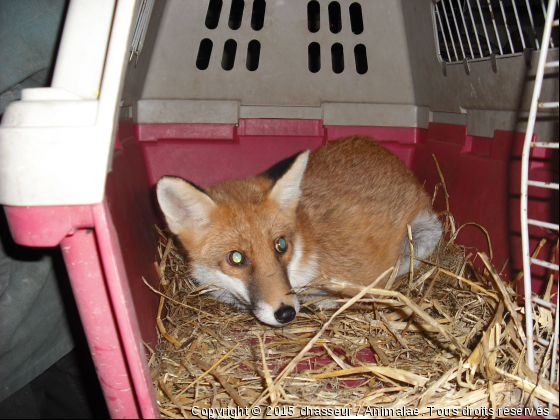 renardeau - Photo de Animaux sauvages