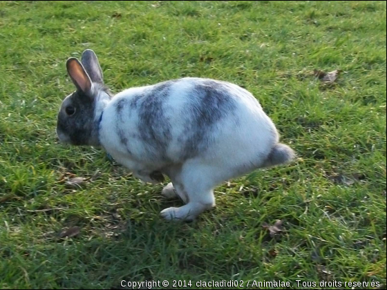 lapin qui court - Photo de Rongeurs