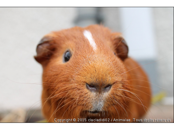 cochon d&#039;inde prenant la pose - Photo de Animaux Ferme