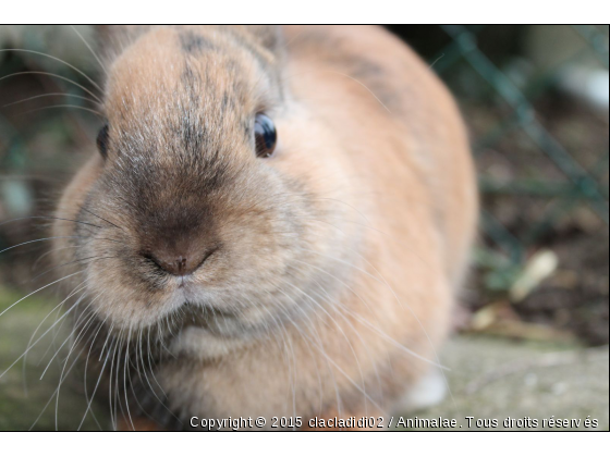 ti biscuit, mon lapin - Photo de Animaux Ferme