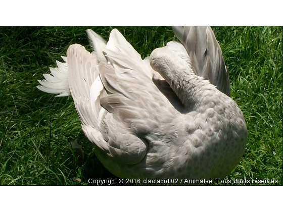 canard se lavant - Photo de Animaux Ferme