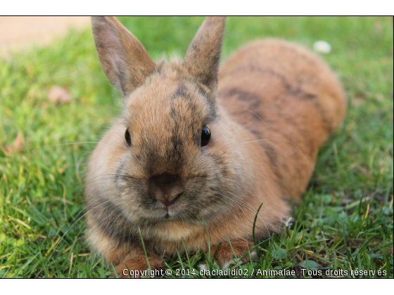 lapin se reposant - Photo de Animaux Ferme