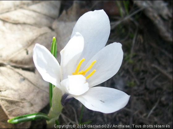 fleur de montagne - Photo de Microcosme