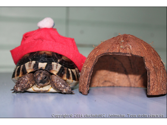 tortue de noël ! - Photo de Reptiles