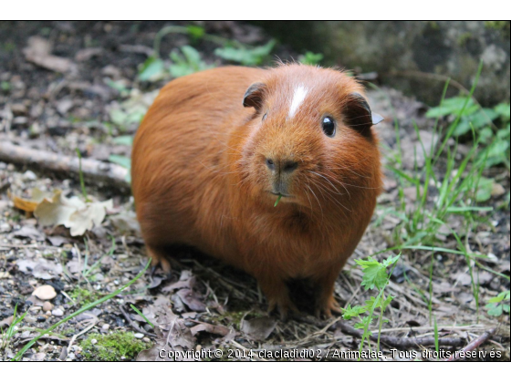 mon petit coeur ♥ - Photo de Rongeurs