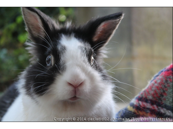 portrait d&#039;un lapin tête de lion - Photo de Rongeurs