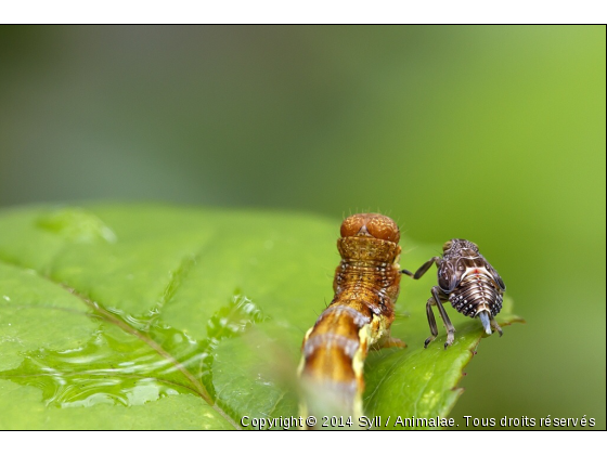 Le printemps - Photo de Microcosme