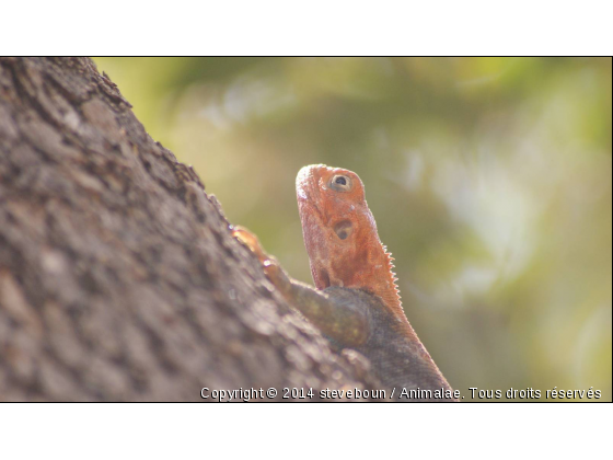 bain de soleil - Photo de Reptiles