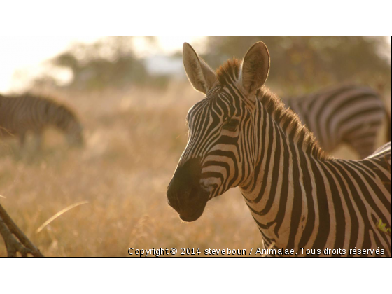 le sourire d un zebre  - Photo de Animaux sauvages