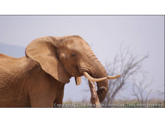 cure dent - Photo de Animaux sauvages