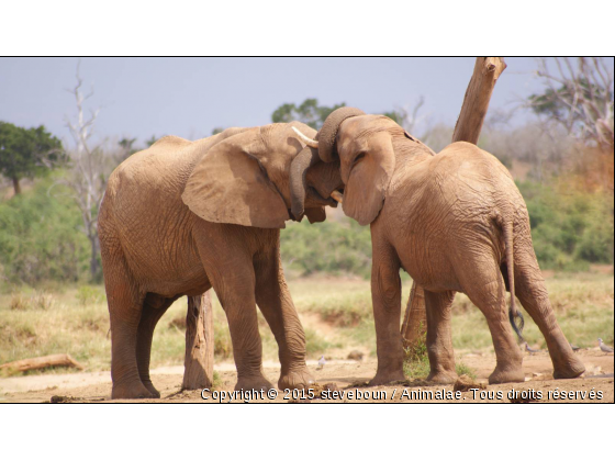 bizoux - Photo de Animaux sauvages