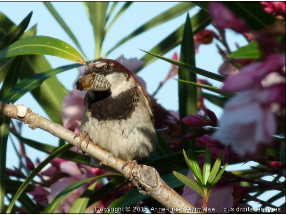 Moineau - Photo de Oiseaux