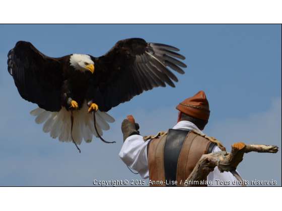 L&#039;envolée - Photo de Oiseaux