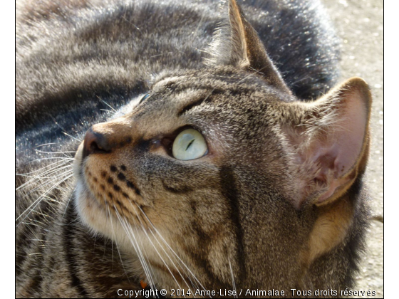 Le Félin  - Photo de Chats