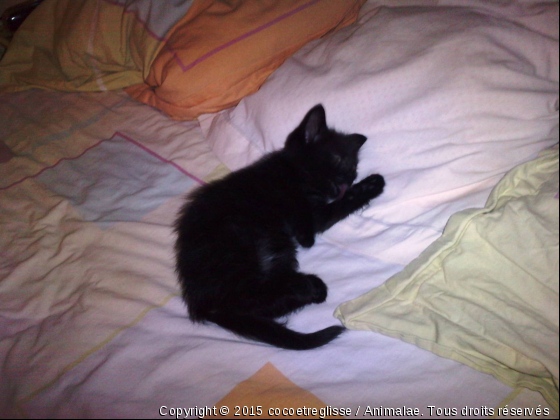 reglisse fais un brin de toilette - Photo de Chats