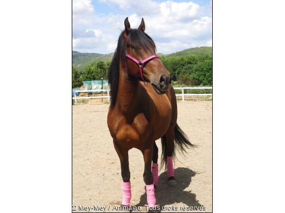 Hidalgo - Photo de Chevaux