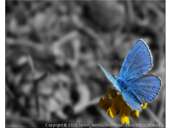 Papillon papillonant au gré du vent ... - Photo de Microcosme