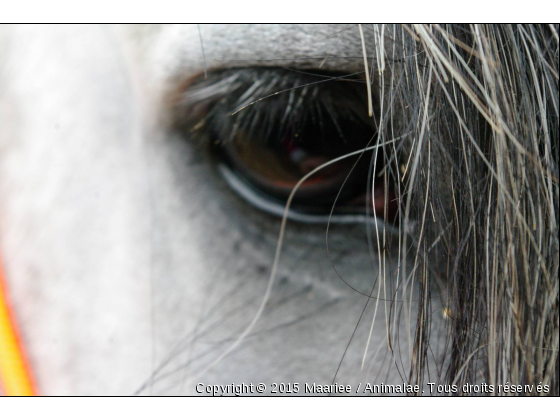 On se perd souvent dans le regard des êtres qu&#039;on aime.. - Photo de Chevaux