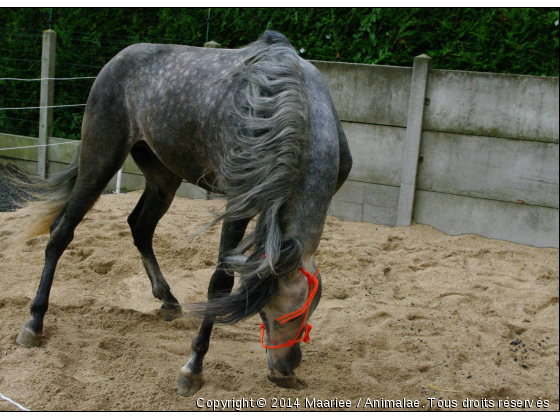 Danse avec Moi. :D - Photo de Chevaux