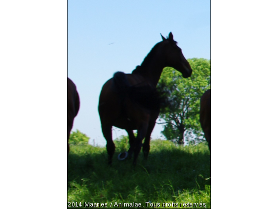 Si je me retourne ; J’espère que tu seras là ! - Photo de Chevaux