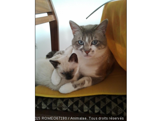 Roméo et Juliette - Photo de Chats