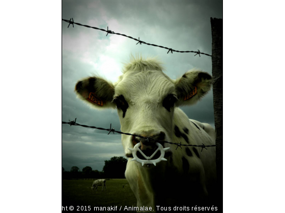 Cows - Photo de Animaux Ferme