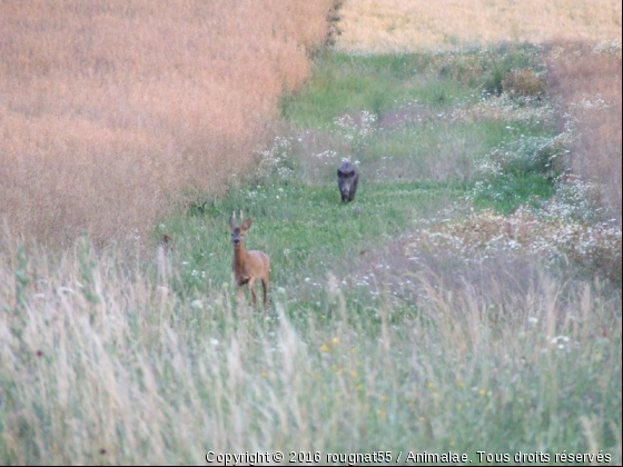 entre 2 champs de colza - Photo de Animaux sauvages