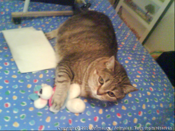 Mon doudou ...  - Photo de Chats